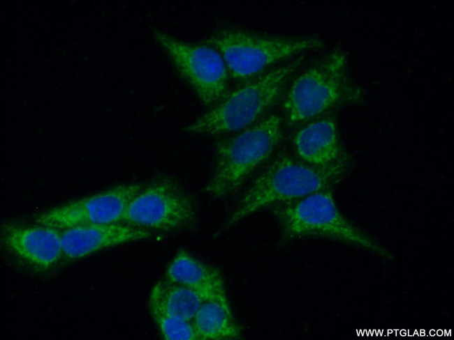 MAP9 Antibody in Immunocytochemistry (ICC/IF)