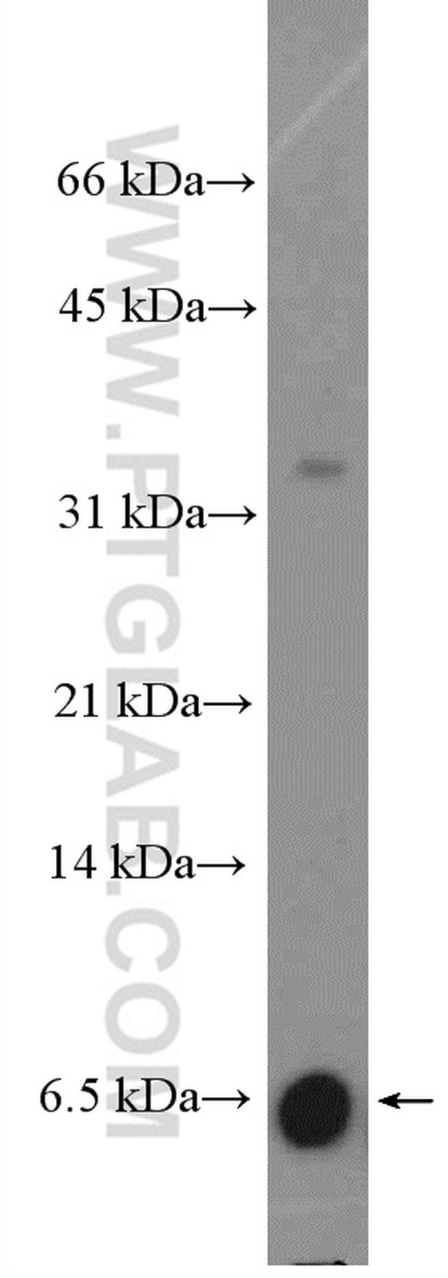 BOLA2 Antibody in Western Blot (WB)