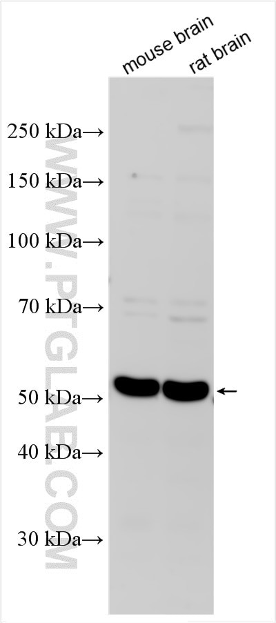 ENT2 Antibody in Western Blot (WB)