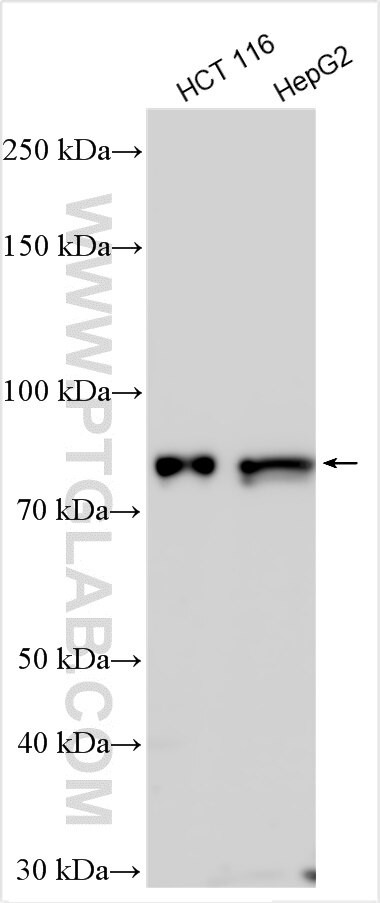 FAM35A Antibody in Western Blot (WB)