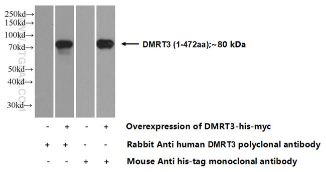 DMRT3 Antibody in Western Blot (WB)