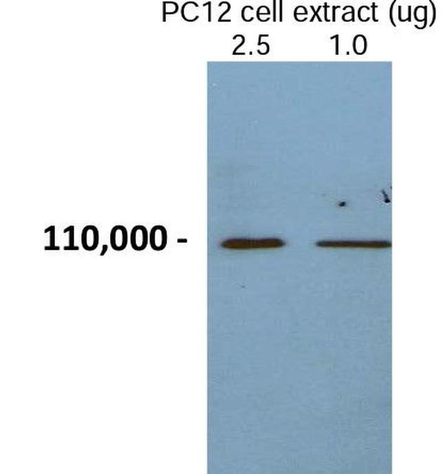 Chromogranin B Antibody in Western Blot (WB)
