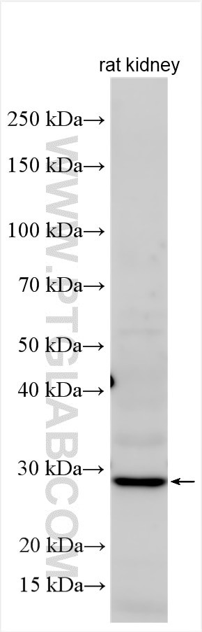 ECHDC2 Antibody in Western Blot (WB)