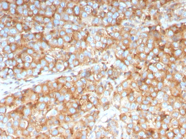 SERBP1/PAI-RBP1 Antibody in Immunohistochemistry (Paraffin) (IHC (P))