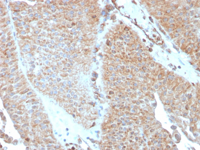 SERBP1/PAI-RBP1 Antibody in Immunohistochemistry (Paraffin) (IHC (P))