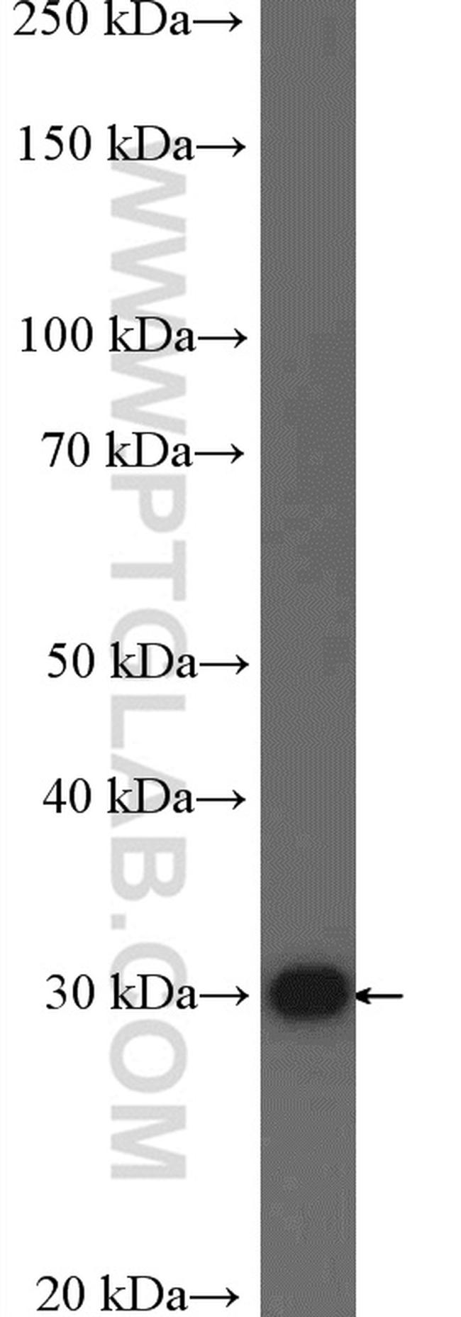 SPATS1 Antibody in Western Blot (WB)