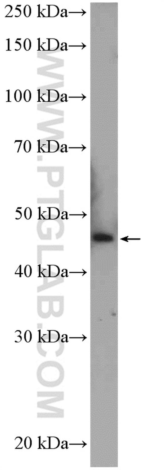 C2orf60 Antibody in Western Blot (WB)