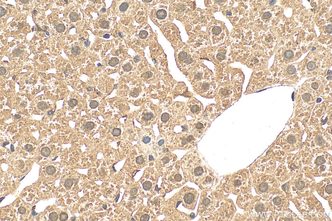VWA5A Antibody in Immunohistochemistry (Paraffin) (IHC (P))