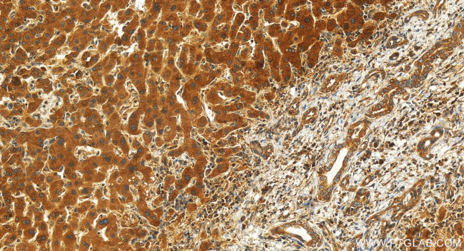 SAPS2 Antibody in Immunohistochemistry (Paraffin) (IHC (P))