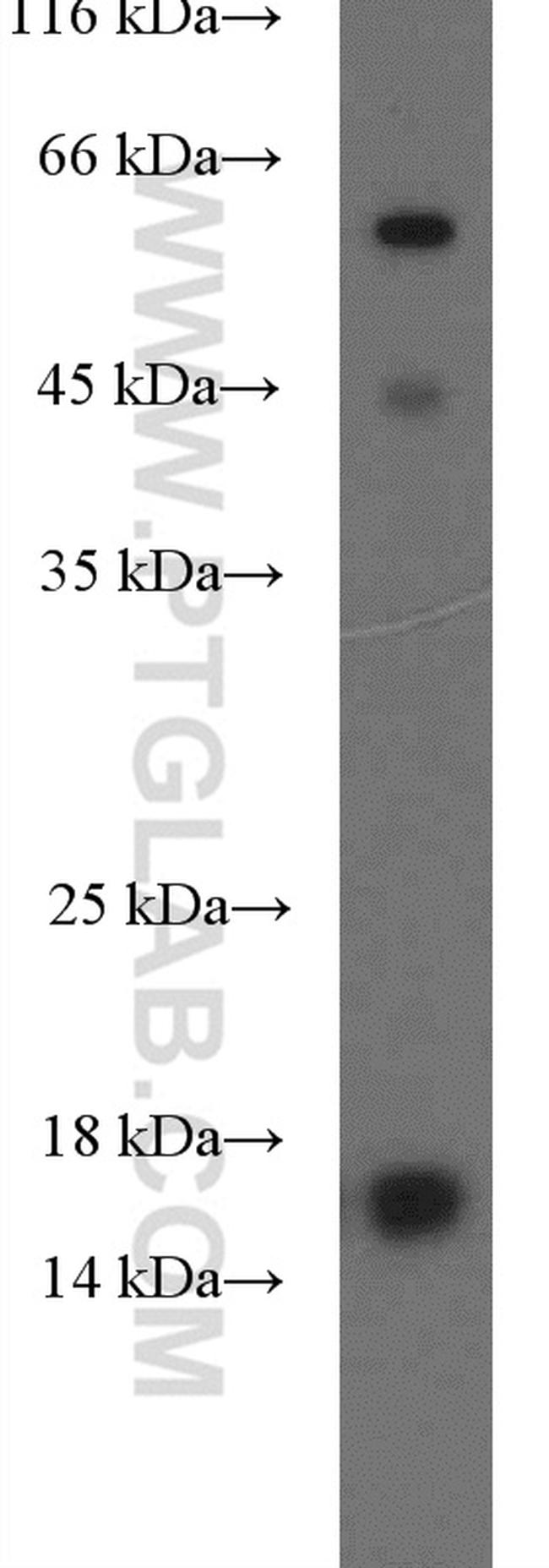 POLD4 Antibody in Western Blot (WB)