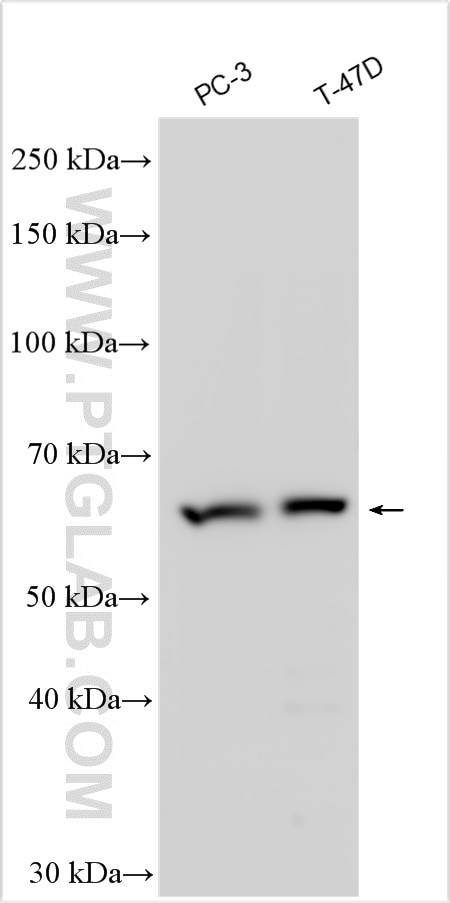 DBF4B Antibody in Western Blot (WB)