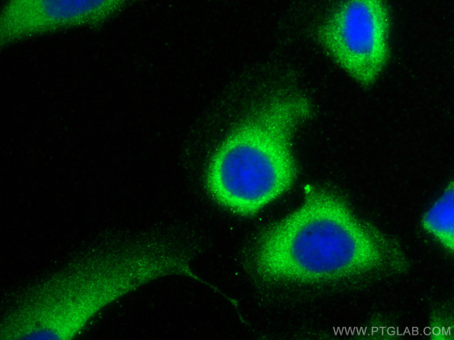 DNAJC25 Antibody in Immunocytochemistry (ICC/IF)