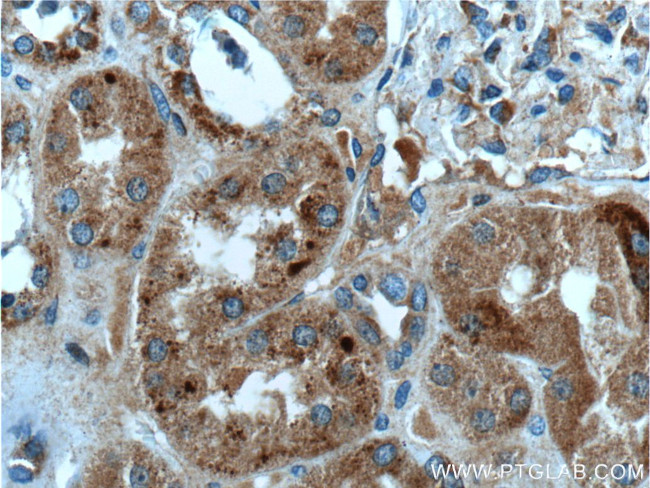 FAHD1 Antibody in Immunohistochemistry (Paraffin) (IHC (P))
