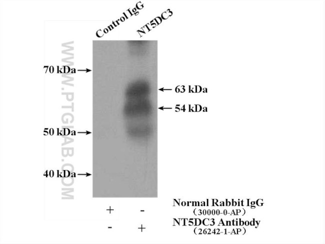 NT5DC3 Antibody in Immunoprecipitation (IP)