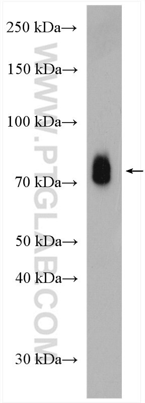 HRG Antibody in Western Blot (WB)