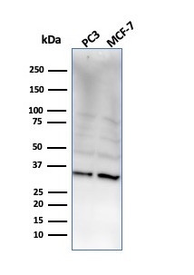 NKX2.8 Antibody in Western Blot (WB)