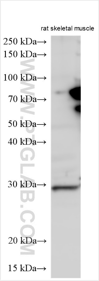 C13orf39 Antibody in Western Blot (WB)