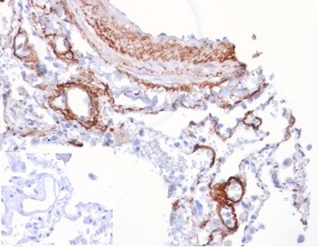 FGF21 (Fibroblast growth factor 21) Antibody in Immunohistochemistry (Paraffin) (IHC (P))