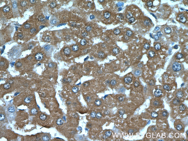 C19orf54 Antibody in Immunohistochemistry (Paraffin) (IHC (P))
