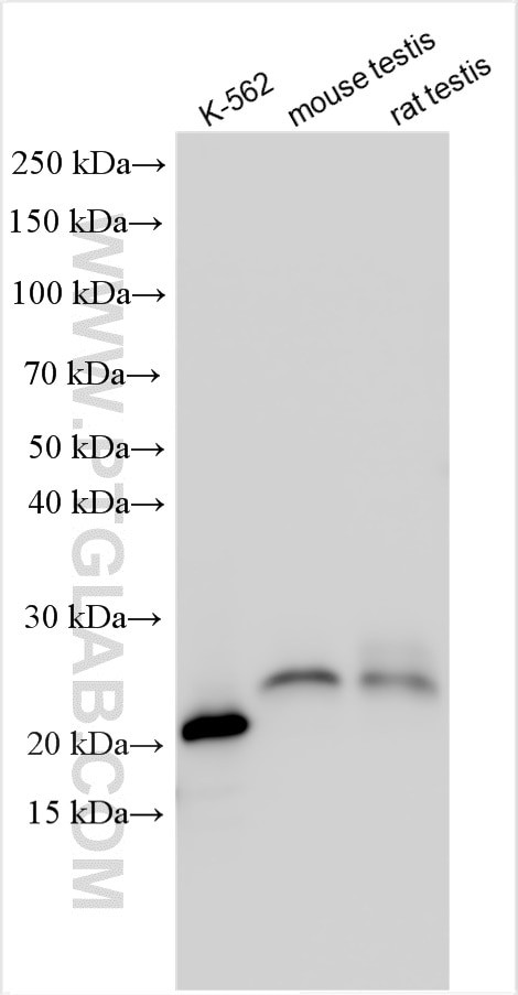 GTSF1 Antibody in Western Blot (WB)