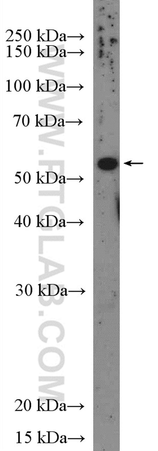 CCDC77 Antibody in Western Blot (WB)