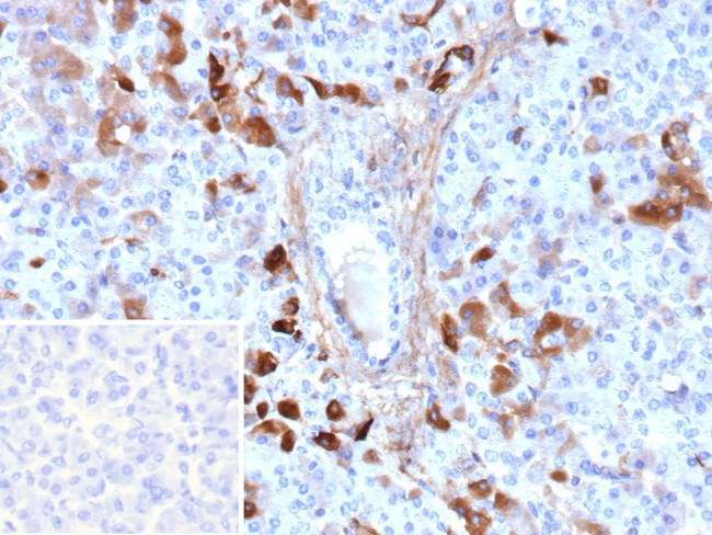 GC Vitamin D Binding Protein Antibody in Immunohistochemistry (Paraffin) (IHC (P))