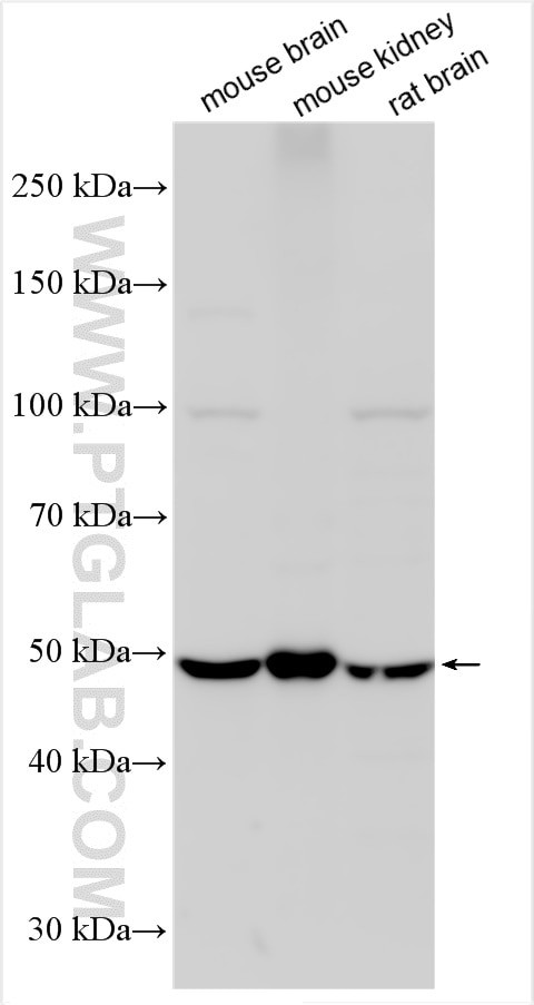 SLC7A7 Antibody in Western Blot (WB)