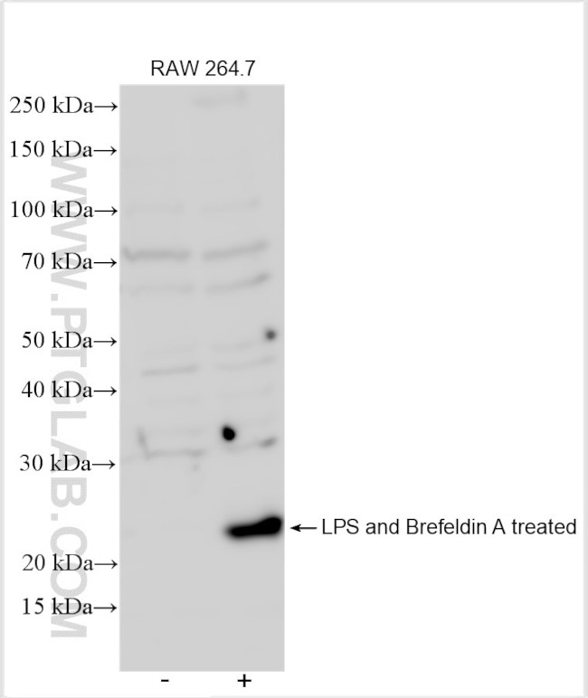 IL-6 Antibody in Western Blot (WB)
