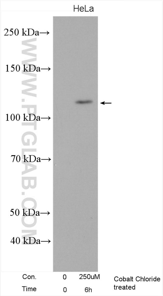 EPAS1 Antibody in Western Blot (WB)