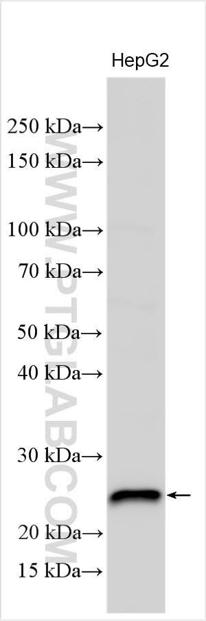 BOK Antibody in Western Blot (WB)