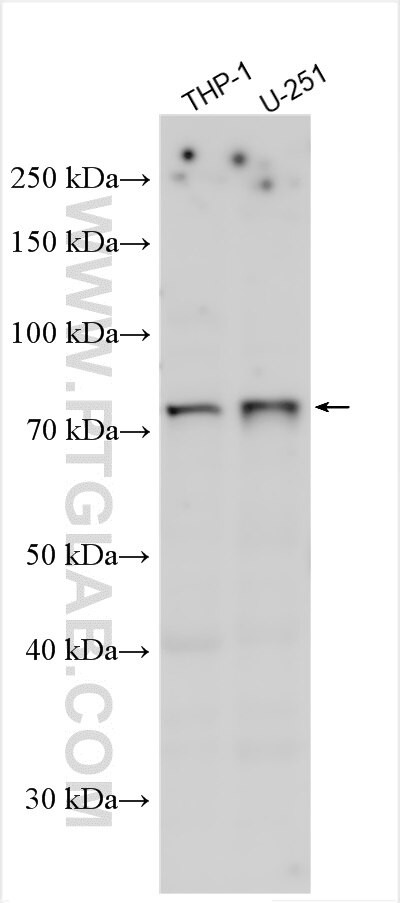 FAM98A Antibody in Western Blot (WB)