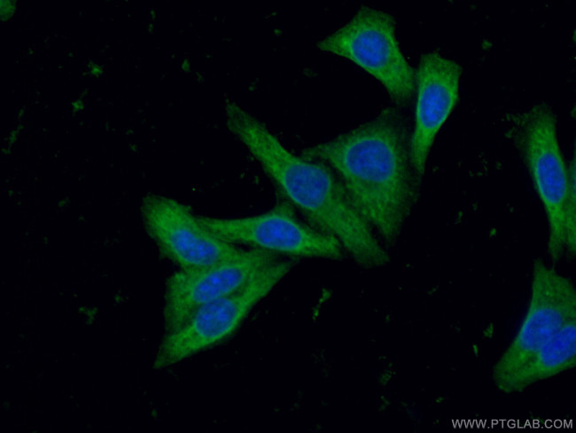 SUNC1 Antibody in Immunocytochemistry (ICC/IF)