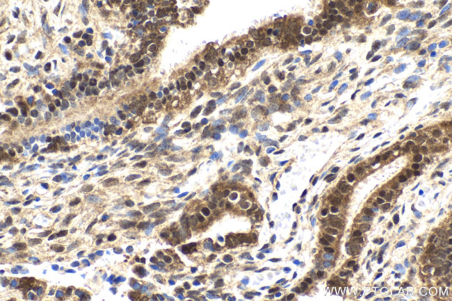 TRMT112 Antibody in Immunohistochemistry (Paraffin) (IHC (P))