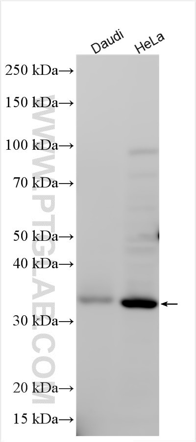 PTCD2 Antibody in Western Blot (WB)