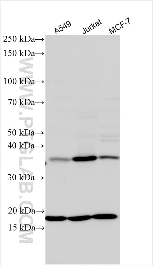 GNB1L Antibody in Western Blot (WB)