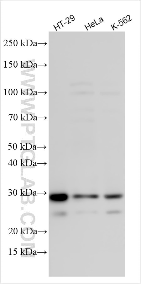 EGR3 Antibody in Western Blot (WB)