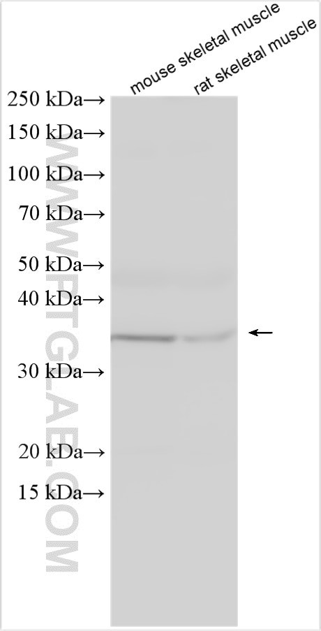 ZIP13 Antibody in Western Blot (WB)