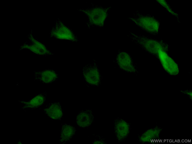 FAM131B Antibody in Immunocytochemistry (ICC/IF)