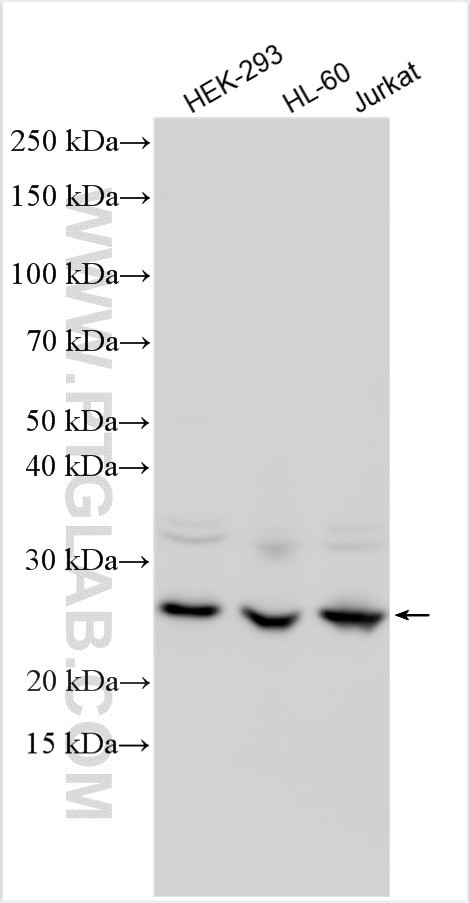 CCDC134 Antibody in Western Blot (WB)