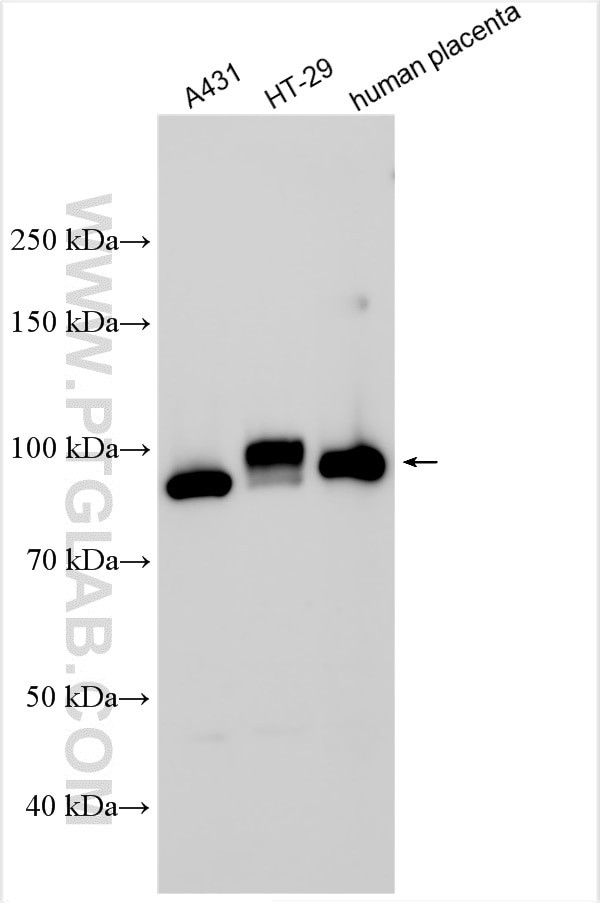 BCAM Antibody in Western Blot (WB)