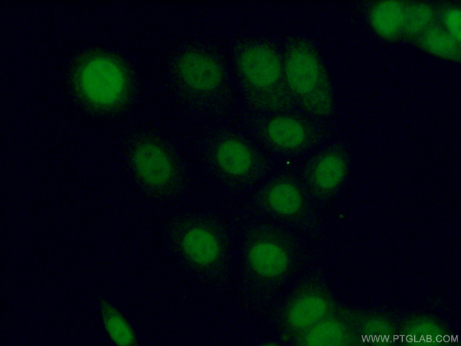 PPM1D Antibody in Immunocytochemistry (ICC/IF)