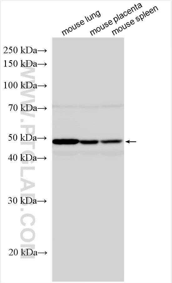 Ephrin B2 Antibody in Western Blot (WB)