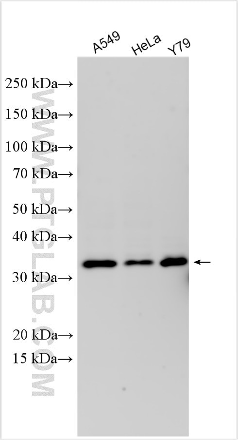 UNC119B Antibody in Western Blot (WB)