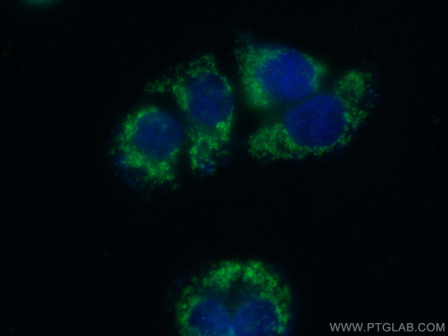 PMPCA Antibody in Immunocytochemistry (ICC/IF)