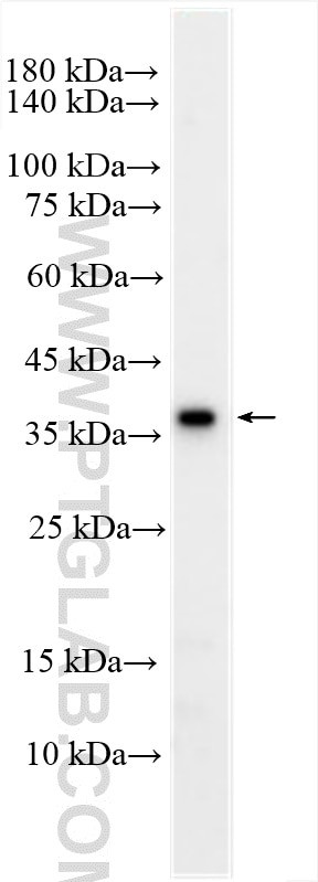MUC7 Antibody in Western Blot (WB)