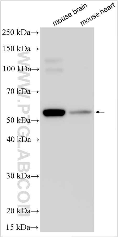 SLC33A1 Antibody in Western Blot (WB)
