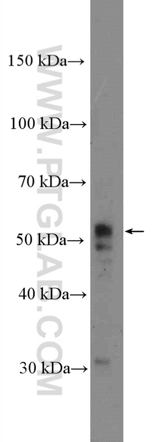 MUDENG Antibody in Western Blot (WB)
