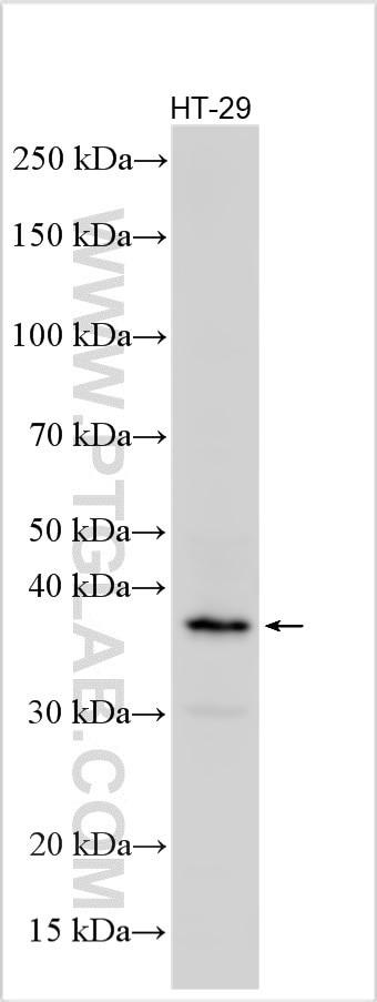 FAM84A Antibody in Western Blot (WB)