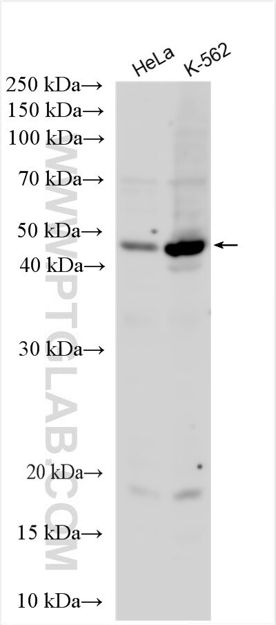 C22orf29 Antibody in Western Blot (WB)