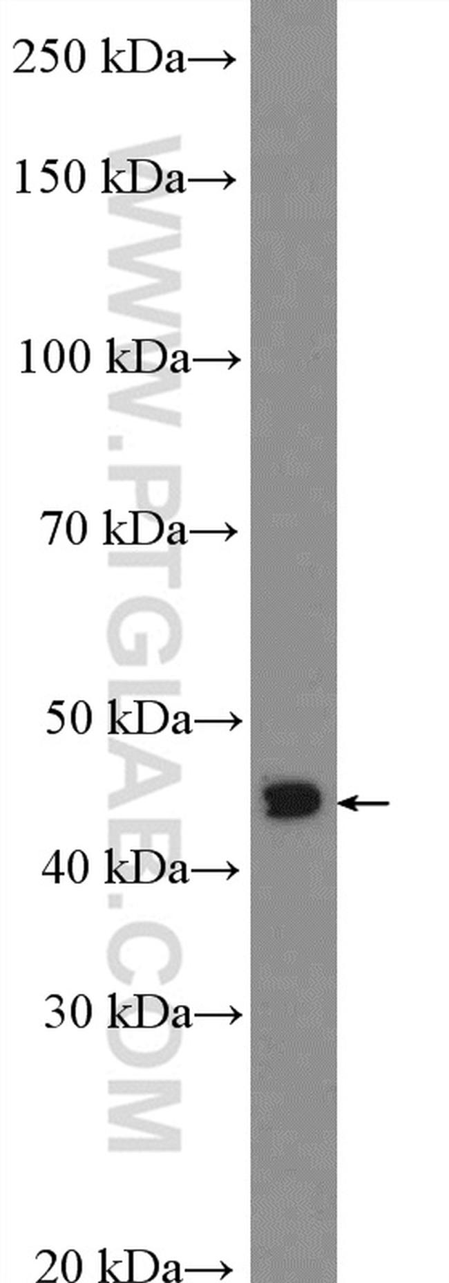 OTX1 Antibody in Western Blot (WB)